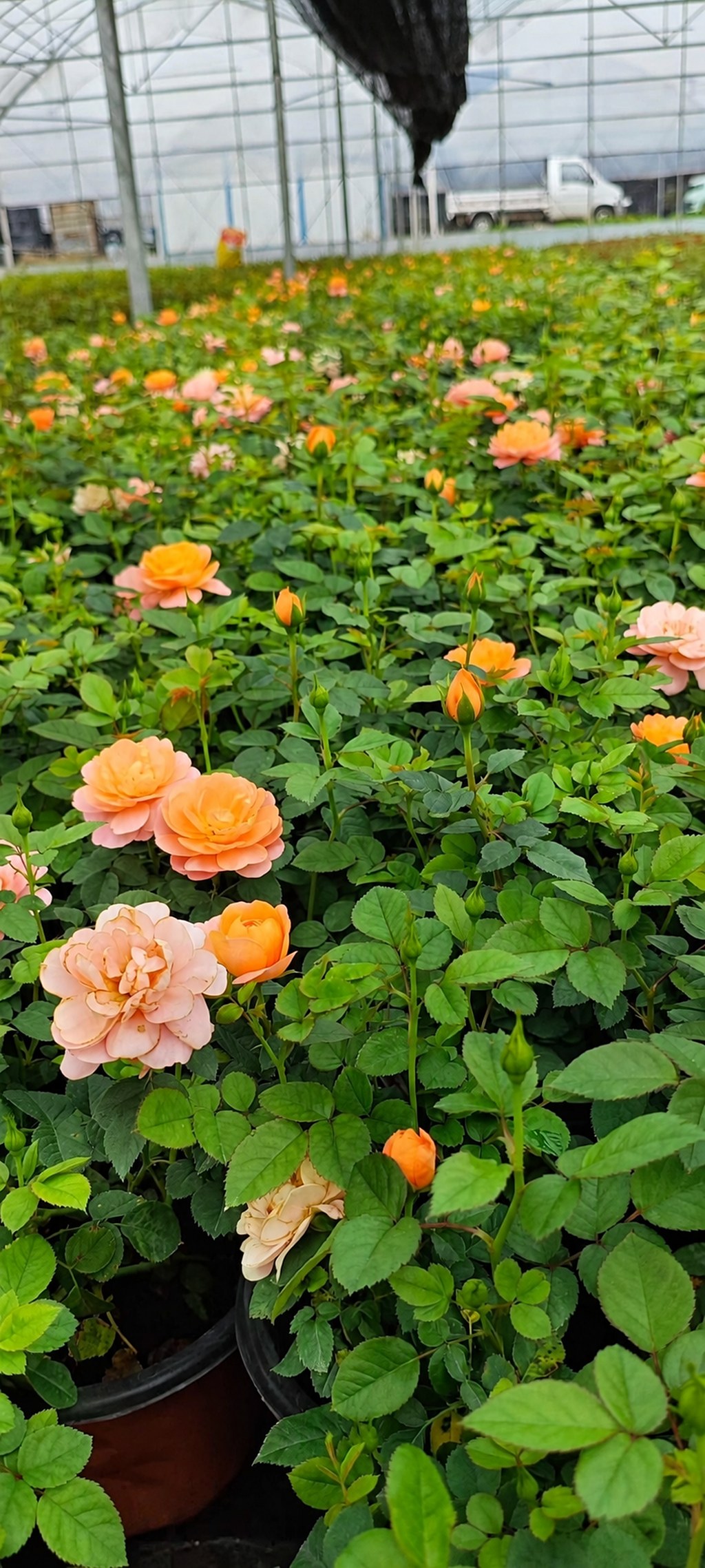 盆栽月季花朵近景，橙色与浅粉色花